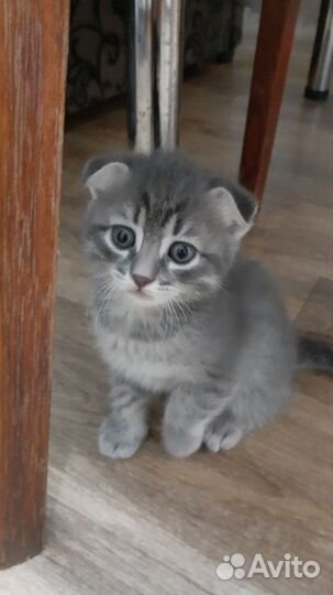 Котята бесплатно