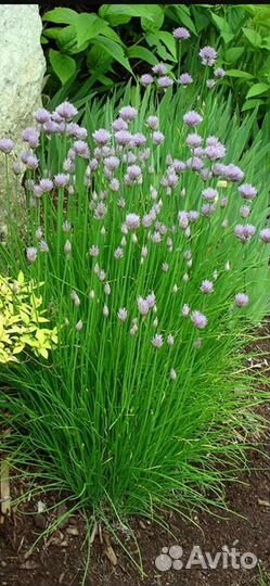 Щавель, лук-шнитт, мята, вишня, ирга, хрен - обмен