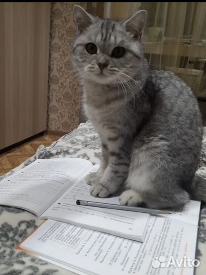 Британская кошка вязка