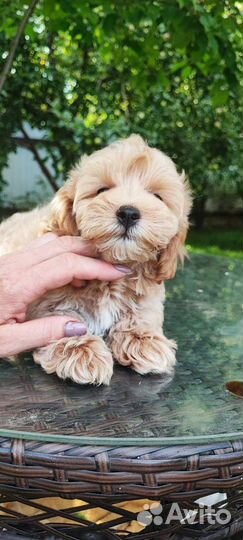 Мальчик мальтипу ф1