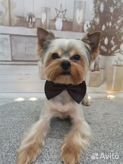 Случка собак