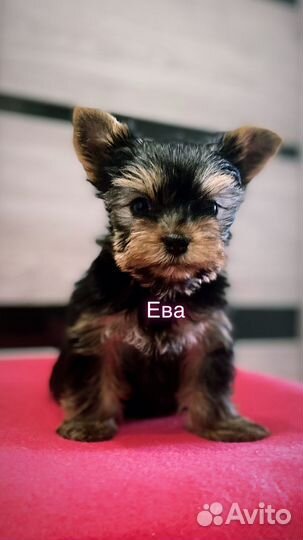 Девочка йоркширский терьер