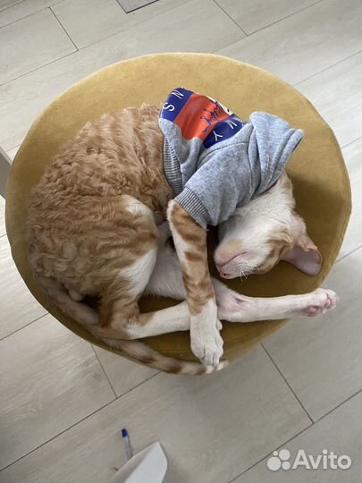 Корниш рекс котенок