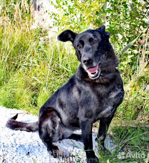 Собака в добрые руки