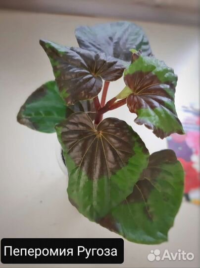 Пеперомия Ругоза