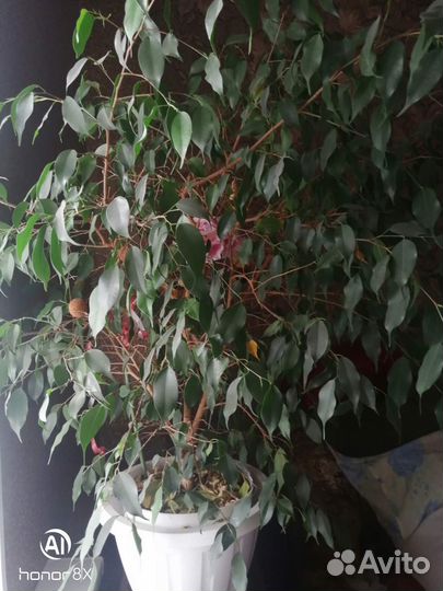 Комнатные цветы