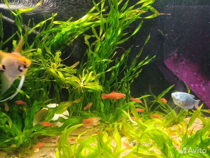 Аквариумные рыбы