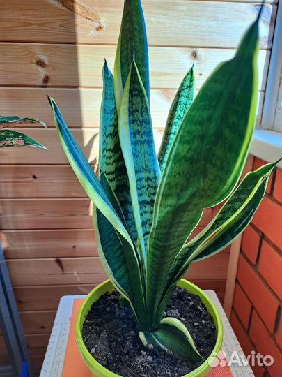 Сансевиерия Футура суперба