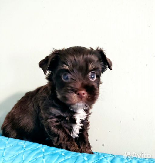 Цветные йорки,мальчики