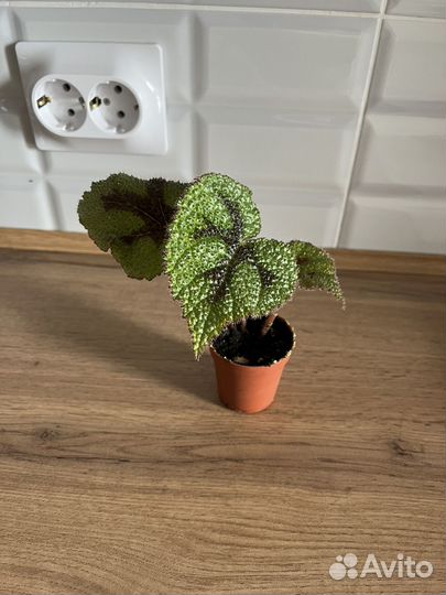 Бегония Мэсона