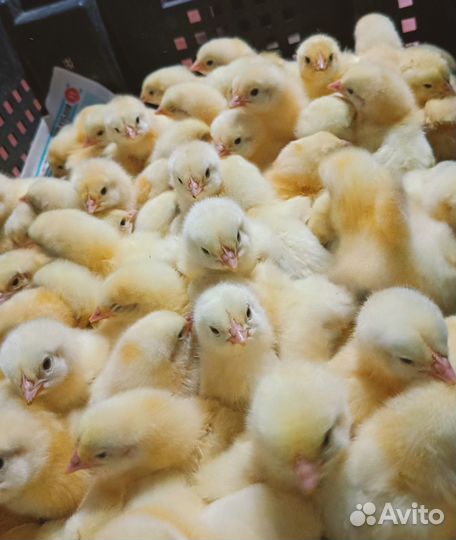 Суточная домашняя птица в ст. Елизаветинской