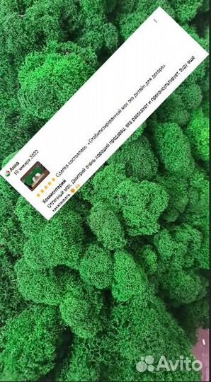 Стабилизированный мох ягель, королевский ягель