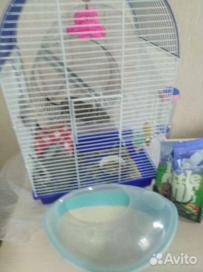 Белки дегу с клеткой и ванной