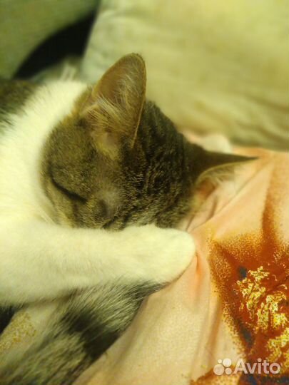 Кошечка, которая любит огурцы