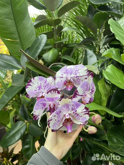 Орхидея ампельная