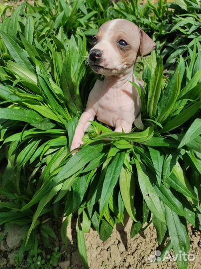 Американский голый терьер