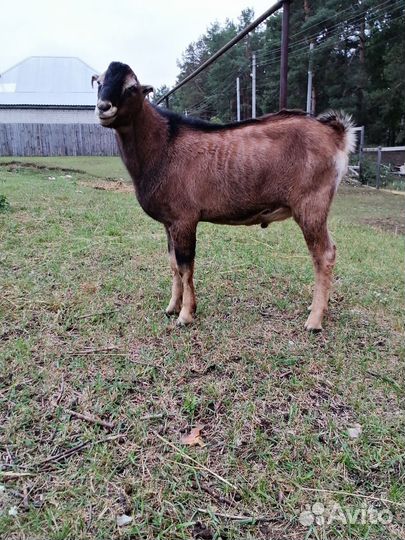 Коза нубийская