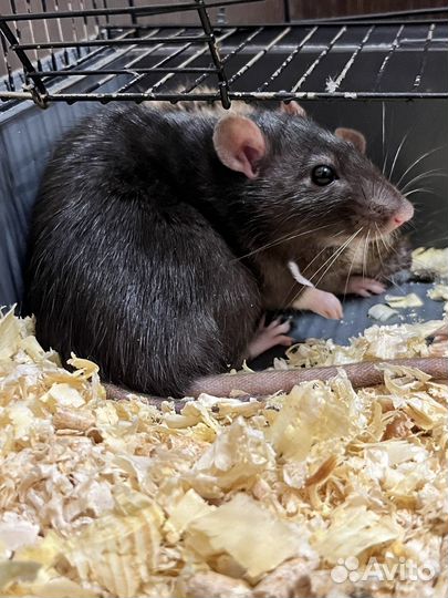 Декоративная крыса