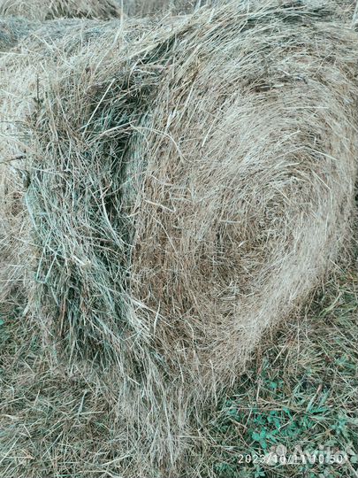 Сено в тюках