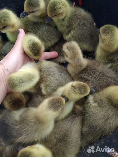 Гусята утята хохлатых