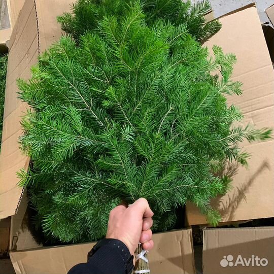 Веник из пихты