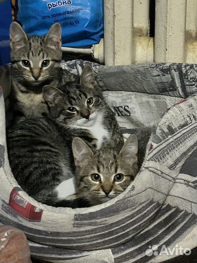 Отдам в добрые руки