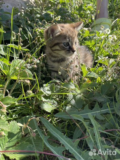 Котята в добрые руки даром
