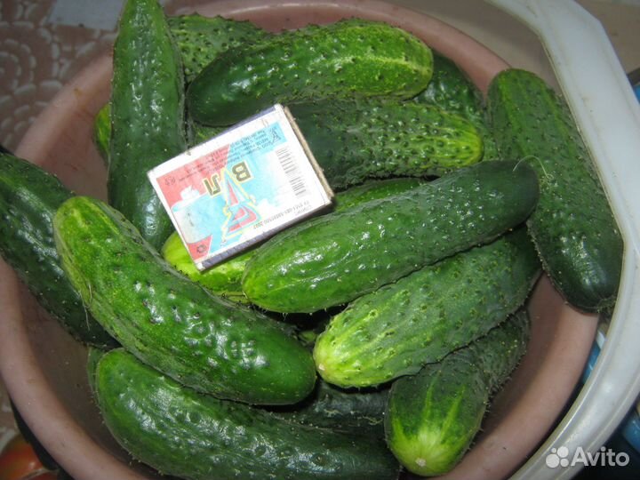 Помидоры, огурцы свежие с дачи