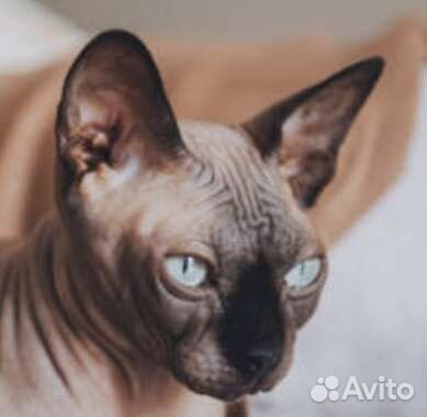 Кошки