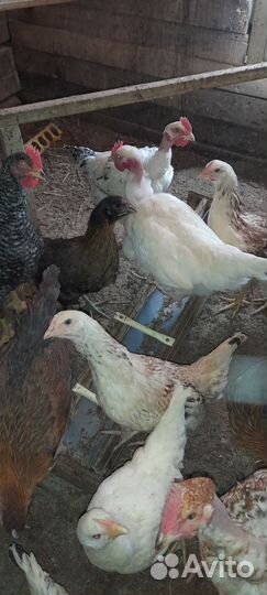 Куры молодки несушки домашние