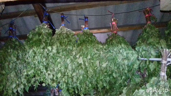 Березовые веники для бани