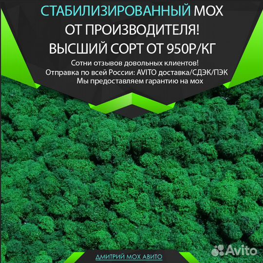 Стабилизированный мох кочки ягель яркий и сочный