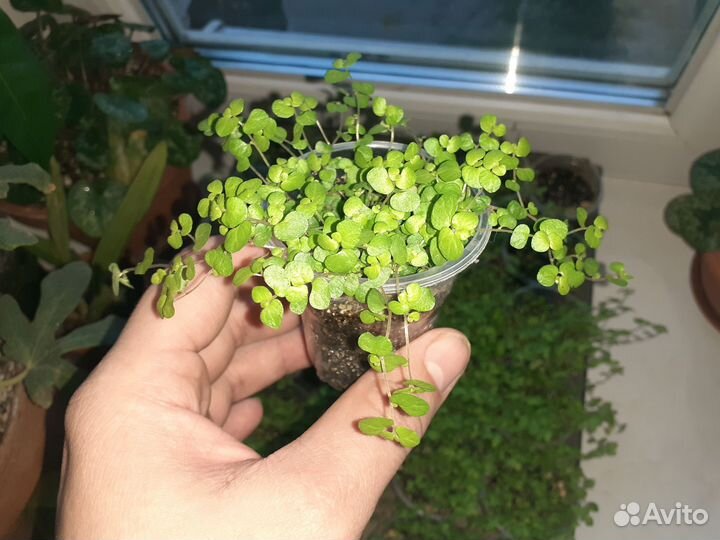 Солейролия