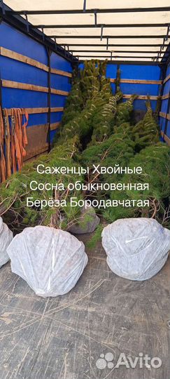 Саженцы Хвойные Сосна, Берёза от 1 до 3 метров