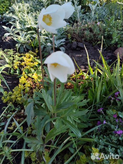 Многолетние цветы для сада