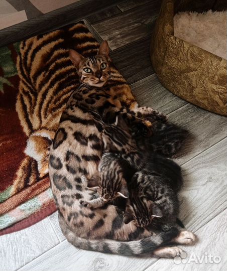 Бенгальские котята