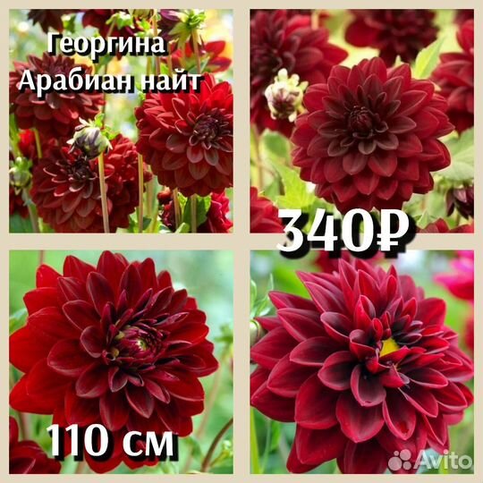 Георгины клубни декоративные