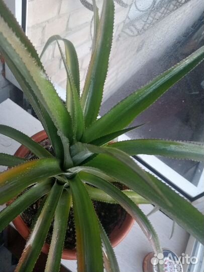 Ананас растение