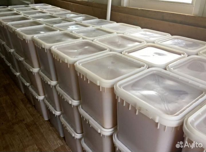 Свежий мёд с Алтая опт