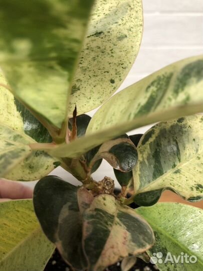 Фикус шривериана муншайн