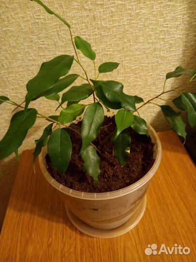 Фикус бенджамина