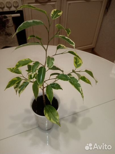 Фикусы бенджамина кинки