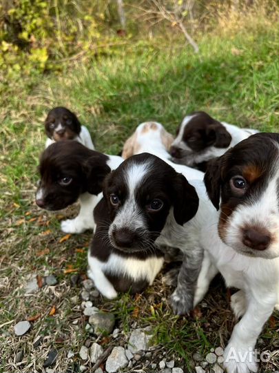 Щенок русский спаниель