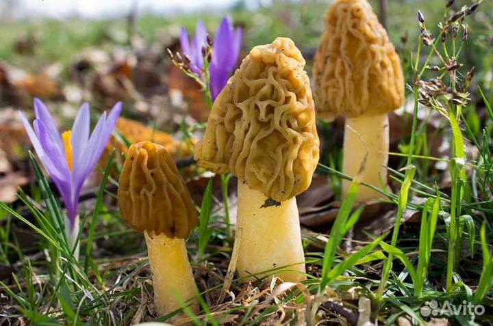 Сморчок Мицелий Сморчковая шапочка