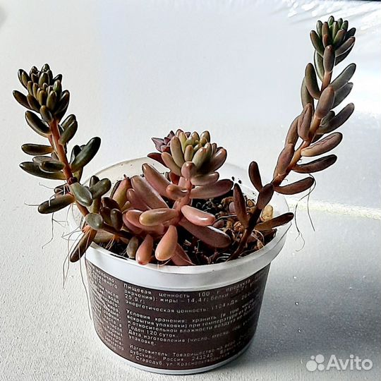 Суккулент седум рубротинктум