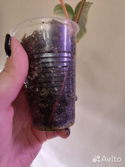 Филодендрон мамей