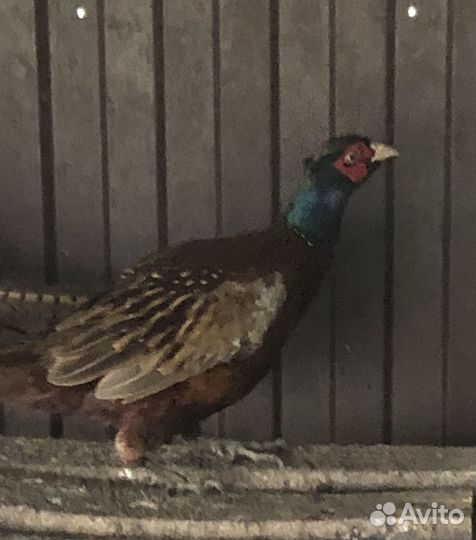 Инкубационное яйцо,фазан кавказский