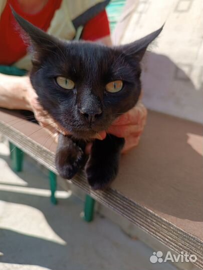 Котик ищет семью, 7 месяцев