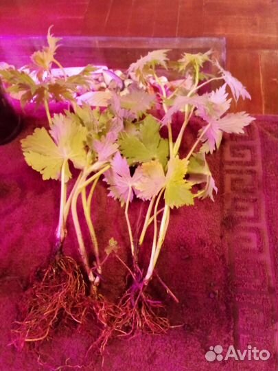 Многолетники