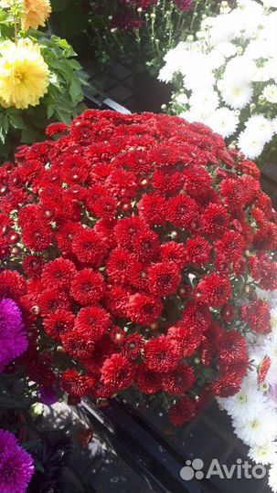 Хризантема мультифлора